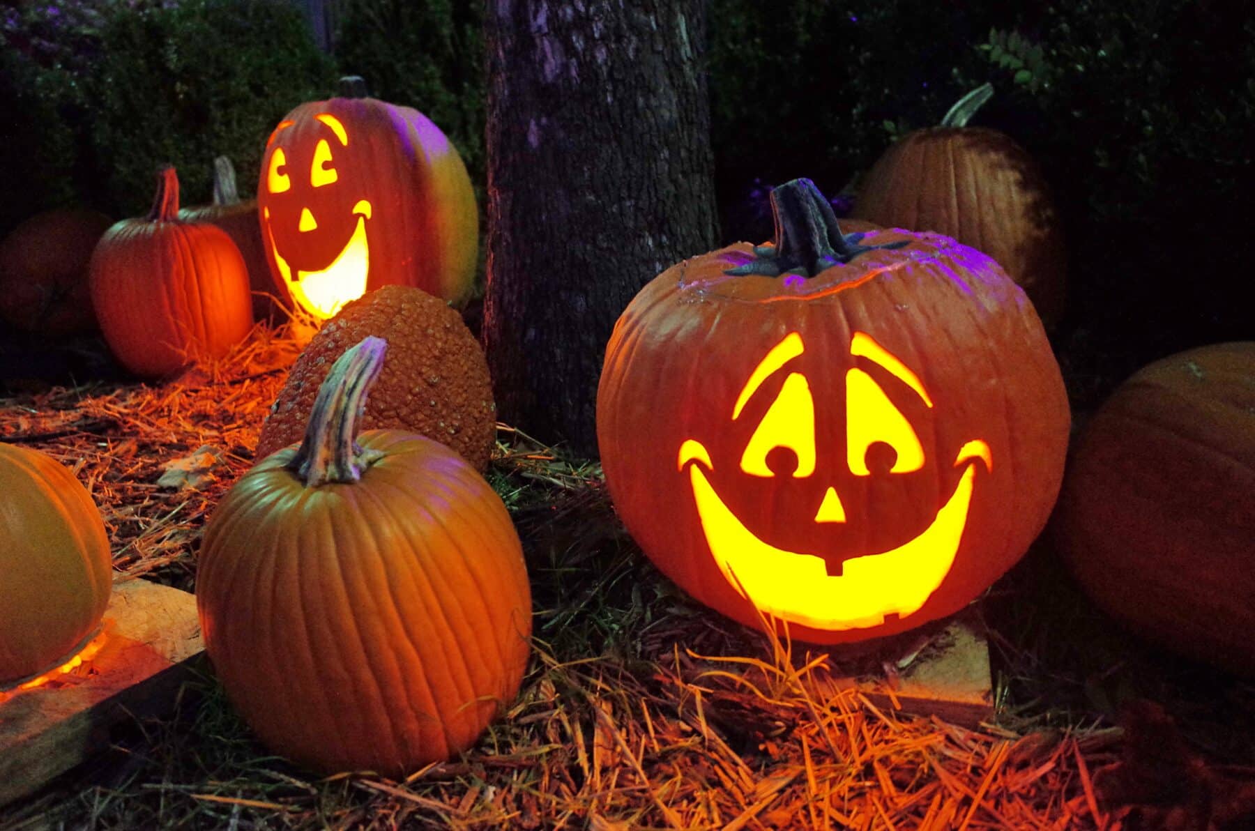 Over 1 000 Free Halloween Pumpkin Carving Patterns Templates And Stencils